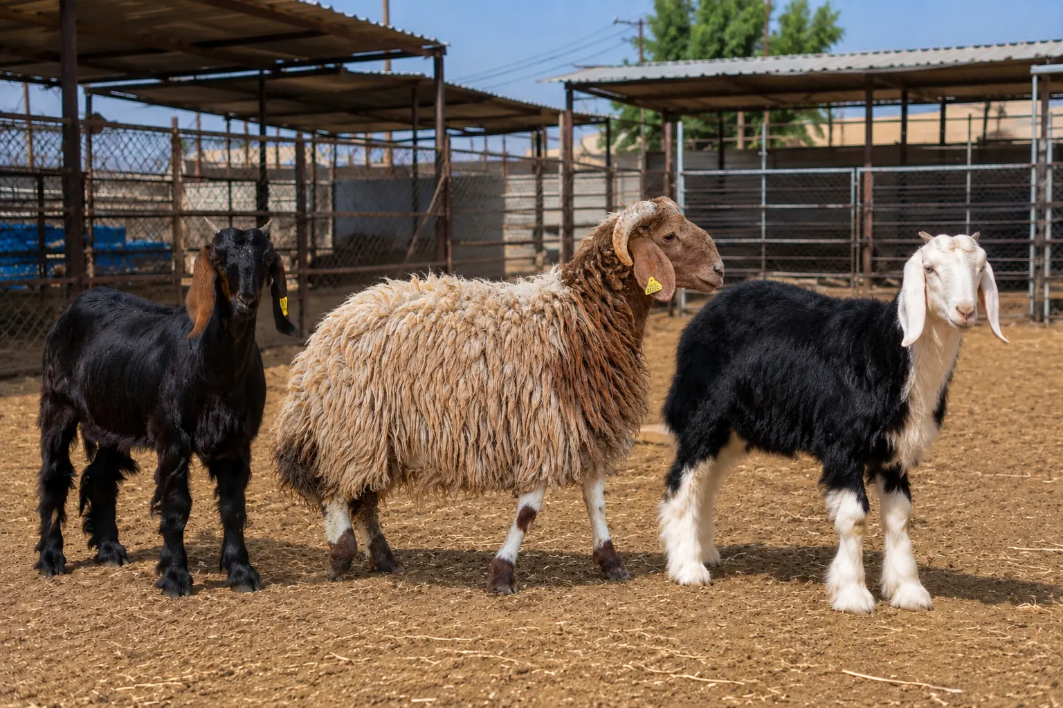 Healthy sheep and goats for Aqeeqah in the UAE