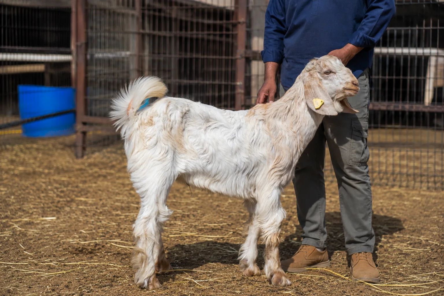 Healthy sheep prepared for Aqeeqah in the UAE