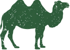 Camel category at Al Khaleej Farm