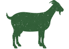 Goat category at Al Khaleej Farm
