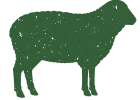 Sheep category at Al Khaleej Farm